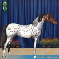 Horse Color:Brown Tobiano Near Leopard 