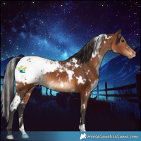 Horse Color:White Spotted Brown Appaloosa 