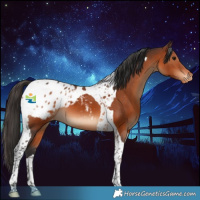 Horse Color:Brown Tobiano Appaloosa 