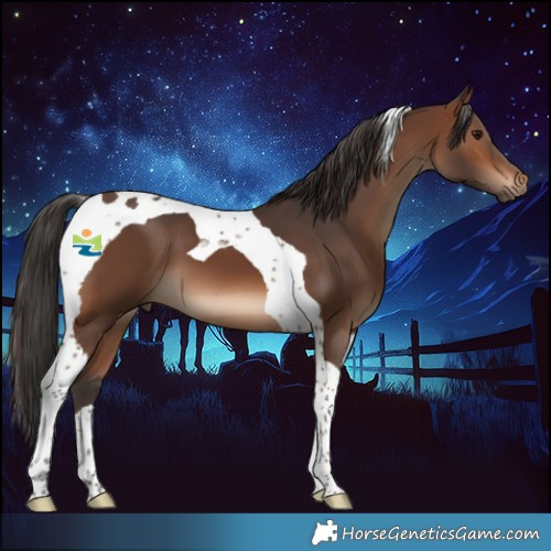 Horse Color:Brown Tobiano 