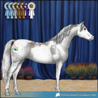 Horse Color:Gray Silver Black Splash Tobiano Appaloosa