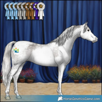Horse Color:Gray Silver Black Splash Tobiano Appaloosa 