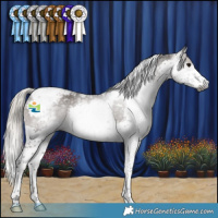Horse Color:Gray Silver Black Splash Tobiano Appaloosa 