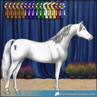 Horse Color:Gray Silver Buckskin Splash Tobiano Appaloosa 