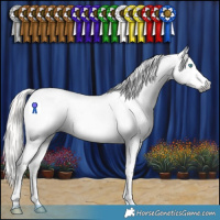 Horse Color:Gray Silver Buckskin Splash Tobiano Appaloosa 