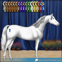 Horse Color:Gray Silver Buckskin Splash Tobiano Appaloosa 