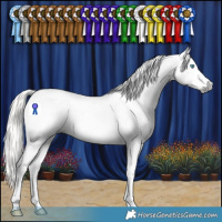 Horse Color:Gray Silver Buckskin Splash Tobiano Appaloosa 
