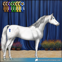 Horse Color:Gray Silver Buckskin Splash Tobiano Appaloosa 
