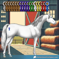 Horse Color:Gray Silver Buckskin Splash Tobiano Appaloosa 