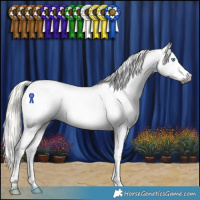 Horse Color:Gray Silver Buckskin Splash Tobiano Appaloosa 