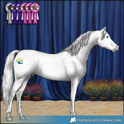 Horse Color:Gray Silver Buckskin Splash Tobiano Appaloosa 