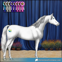 Horse Color:Gray Silver Buckskin Splash Tobiano Appaloosa 