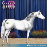 Horse Color:Gray Silver Buckskin Splash Tobiano Appaloosa 