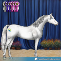 Horse Color:Gray Silver Buckskin Splash Tobiano Appaloosa 