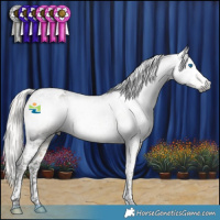Horse Color:Gray Silver Buckskin Splash Tobiano Appaloosa 