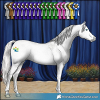 Horse Color:Gray Silver Smoky Black Splash Tobiano Appaloosa 