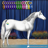 Horse Color:Gray Silver Smoky Black Splash Tobiano Appaloosa 