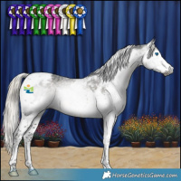 Horse Color:Gray Silver Smoky Black Splash Tobiano Appaloosa 