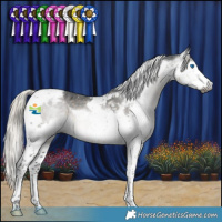 Horse Color:Gray Silver Smoky Black Splash Tobiano Appaloosa 