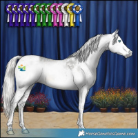 Horse Color:Gray Silver Smoky Black Splash Tobiano Appaloosa 