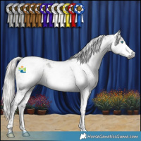 Horse Color:Gray Silver Smoky Black Splash Tobiano Appaloosa