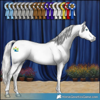 Horse Color:Gray Silver Smoky Black Splash Tobiano Appaloosa 