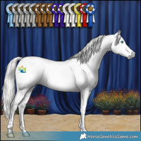 Horse Color:Gray Silver Smoky Black Splash Tobiano Appaloosa 