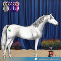 Horse Color:Gray Silver Smoky Grullo Splash Tobiano Appaloosa