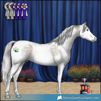 Horse Color:Gray Silver Smoky Grullo Splash Tobiano Appaloosa 