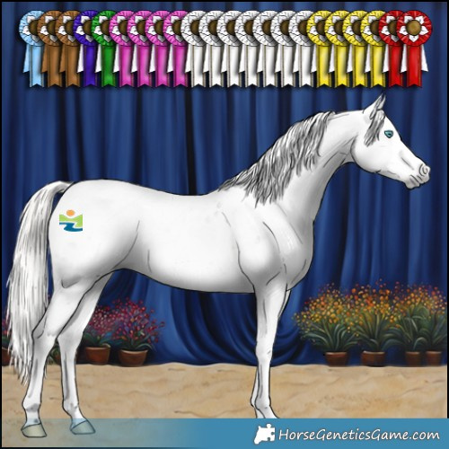 Horse Color:Gray Silver Smoky Black Splash Tobiano Appaloosa 