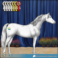 Horse Color:Gray Silver Smoky Black Splash Tobiano Appaloosa 