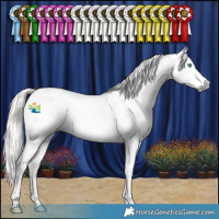 Horse Color:Gray Silver Smoky Black Splash Tobiano Appaloosa 