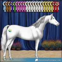 Horse Color:Gray Silver Smoky Black Splash Tobiano Appaloosa 