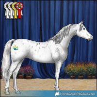 Horse Color:Gray Silver Smoky Black Splash Tobiano Appaloosa 