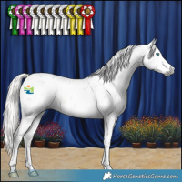 Horse Color:Gray Silver Smoky Black Splash Tobiano Appaloosa 