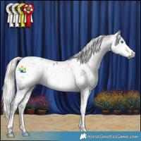 Horse Color:Gray Silver Smoky Black Splash Tobiano Appaloosa