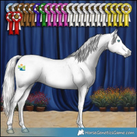 Horse Color:Gray Silver Smoky Black Splash Tobiano Appaloosa 