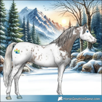 Horse Color:Gray White Spotted Silver Black Splash Tobiano Appaloosa