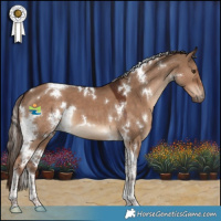 Horse Color:White Spotted Liver Red Dun Tobiano 