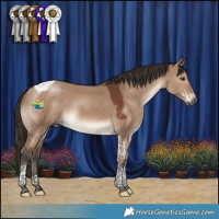 Horse Color:Brown Dun Tobiano 