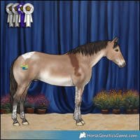 Horse Color:Brown Dun Tobiano