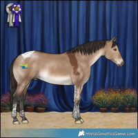 Horse Color:Brown Dun Tobiano