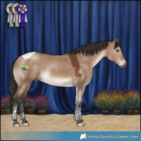 Horse Color:Brown Dun Tobiano