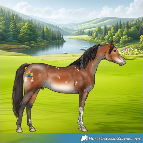 Horse Color:White Spotted Bay Tobiano 