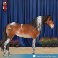 Horse Color:Brown Tobiano