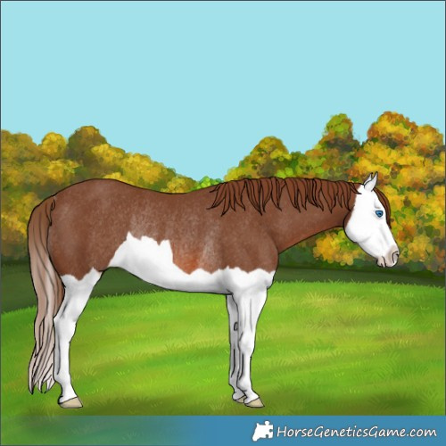 Horse Color:Chestnut Splash Rabicano 