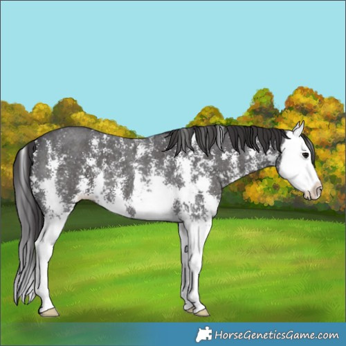 Horse Color:Smoky Black Sabino Splash 