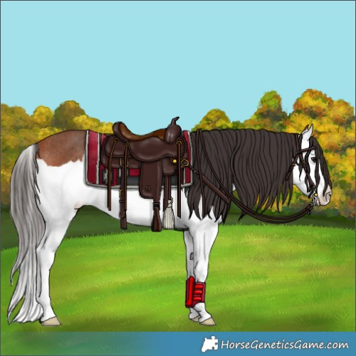 Horse Color:Bay Splash Rabicano 