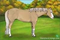 Horse Color:Palomino Splash 
