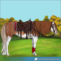 Horse Color:Chestnut Splash Rabicano 